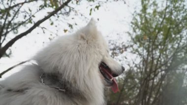 köpek doğurmak Samoyed kabuk