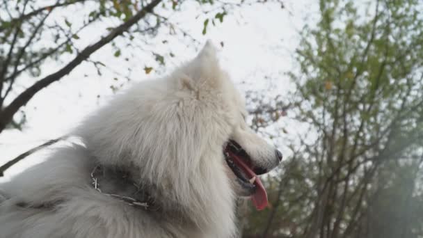 Raça cão Cascas de samoyed — Vídeo de Stock