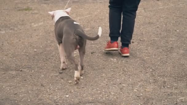 Cachorrinho Stafford no parque infantil — Vídeo de Stock