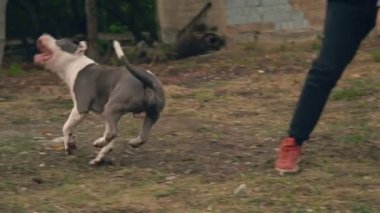 köpek yavrusu stafford sahada oynuyor.