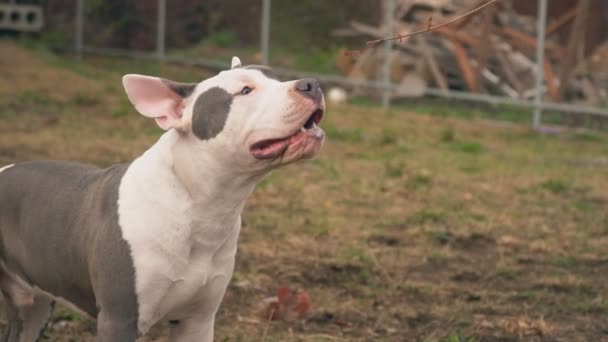 Köpek yavrusu stafford sahada oynuyor. — Stok video