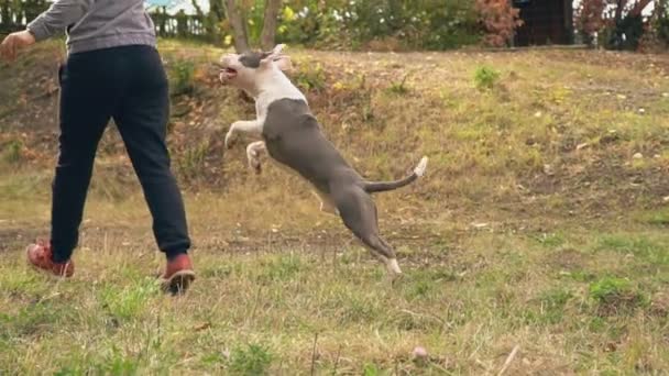 Cachorro stafford juega en la cancha — Vídeos de Stock