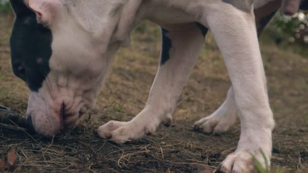 Stafford nibbles een houten bar — Stockvideo