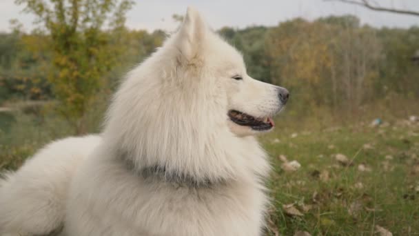 Samoyedo perro en parque — Vídeo de stock