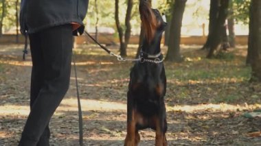 köpek doğurmak Doberman Park
