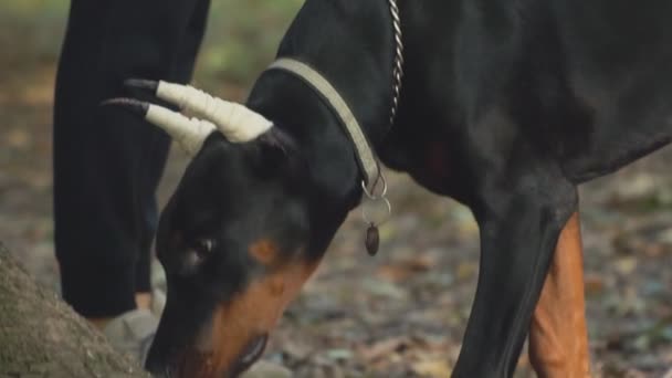 Race de chien Doberman dans le parc — Video