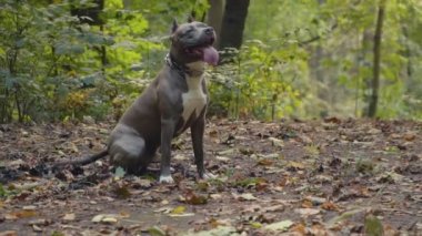 stafford köpek ırkları