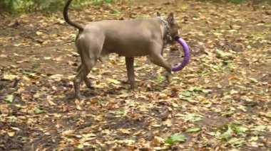 stafford köpek ırkları