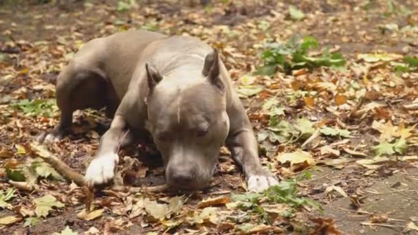 Razas de perros stafford — Vídeo de stock