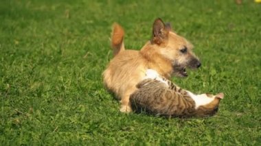 bir köpek ve kedi Savaşı
