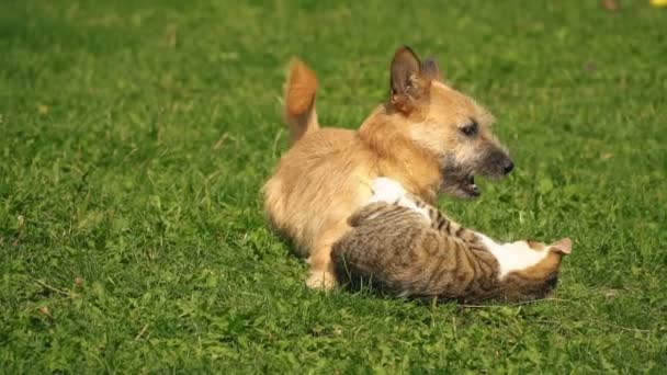 狗和猫的争斗 — 图库视频影像