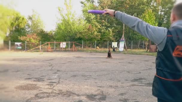 Hunderasse Dobermann springt und versucht, ein Spielzeug zu fangen — Stockvideo