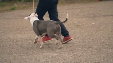Bahçesi, Stafford köpek yavrusu