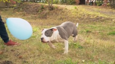 köpek yavrusu stafford sahada oynuyor.