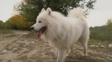 Samoyed köpek park
