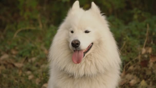 Samojedvalpar hund i parken — Stockvideo