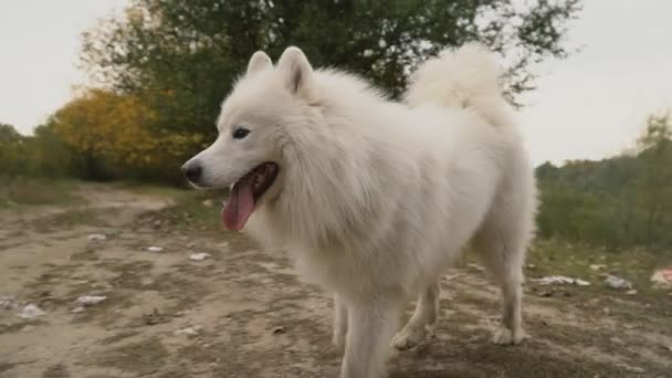 Samojedvalpar hund i parken — Stockvideo