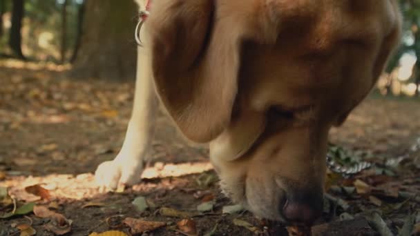 Σκύλο φυλής Λαμπραντόρ χρυσό χρώμα — Αρχείο Βίντεο