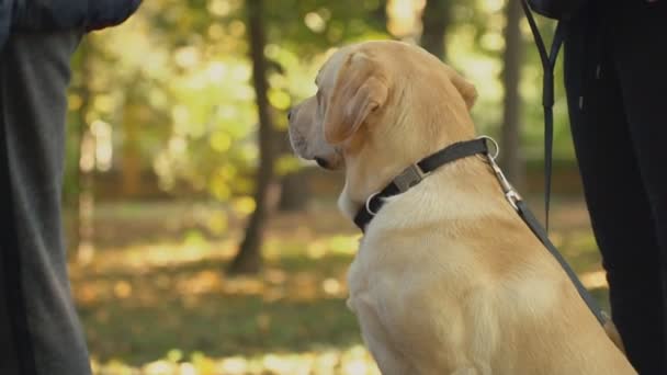 Raça cão labrador cor dourada — Vídeo de Stock