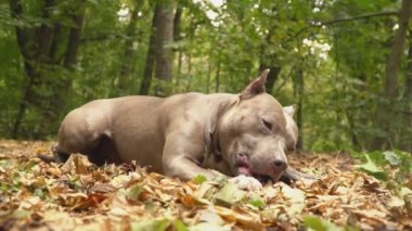 stafford köpek ırkları