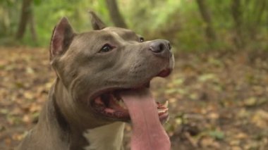 stafford köpek ırkları