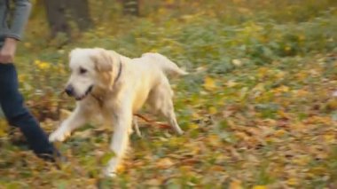 Köpek çiftleşmesi Golden Retriever
