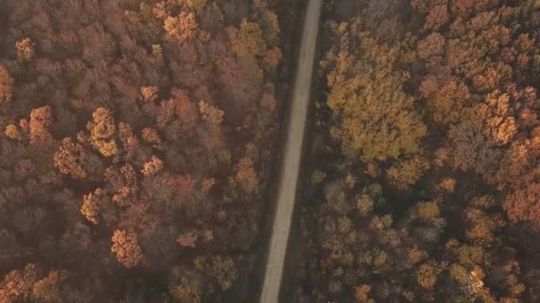 Estrada na floresta de outono — Vídeo de Stock