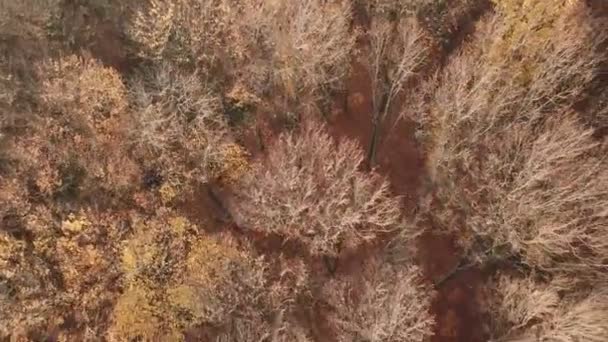 Bosque de otoño desde una altura — Vídeos de Stock