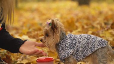 kız köpek doğurmak Yorkshire terrier beslemeleri