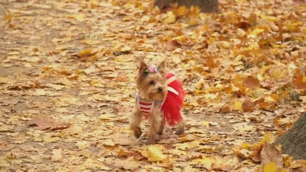 Dog breed Yorkshire Terrier — Stock Video