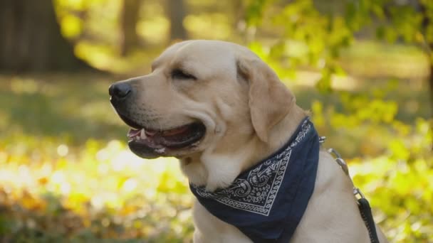 Hondenras Labrador in het park — Stockvideo