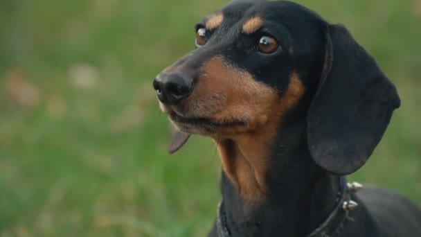 Dachshund perro en la naturaleza — Vídeo de stock