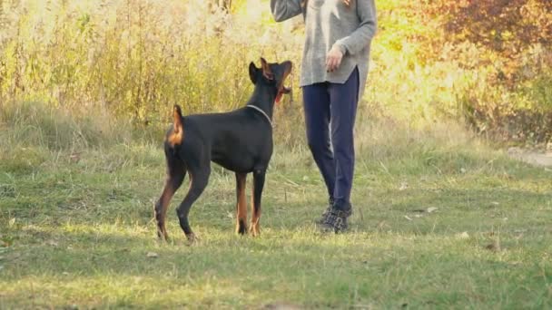 Dog breed Doberman on nature — Stock Video