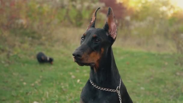 Hondenras Doberman op aard — Stockvideo
