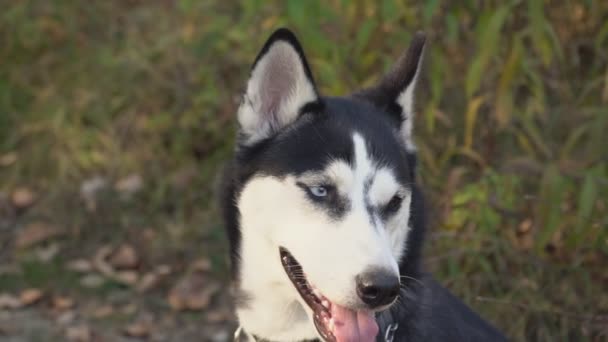 自然の中にハスキー犬の品種 — ストック動画