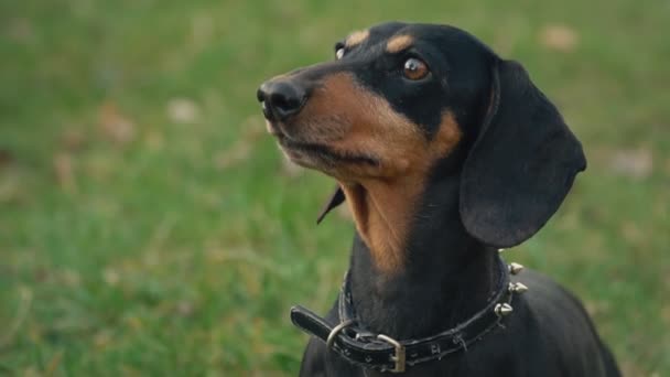 Dachshund cão na natureza — Vídeo de Stock