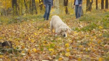 Köpek çiftleşmesi Golden Retriever