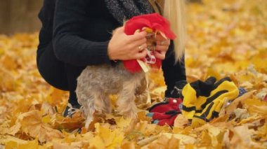 Kız onu köpek Yorkshire terrier doğurmak koyar