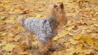 Köpek cinsi Yorkshire Teriyeri