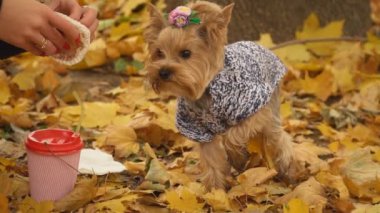 kız köpek doğurmak Yorkshire terrier beslemeleri