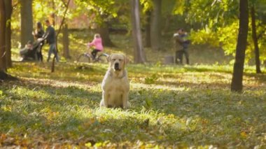 köpek doğurmak Labrador Park