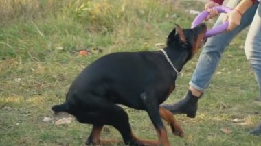 Doberman köpek için a yürümek