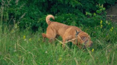 cins shar pei