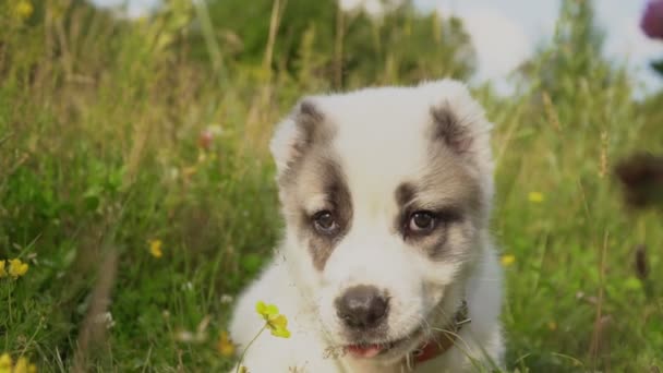 Puppy of Alabai breed — Stock Video