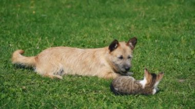 bir köpek ve kedi Savaşı
