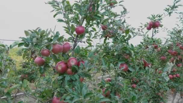 Röda äpplen närbild — Stockvideo