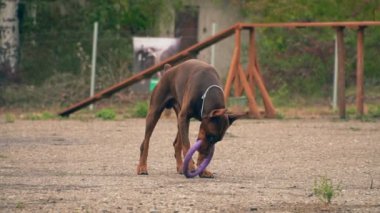 Doberman köpek bir lastik yüzükle oynuyor