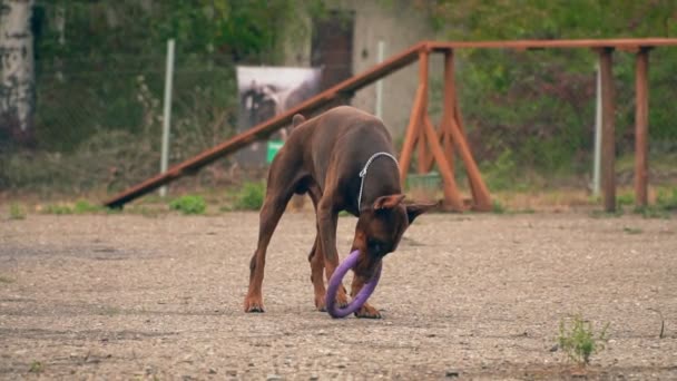 Doberman cão brinca com um anel de borracha — Vídeo de Stock