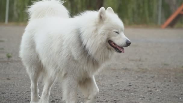 Hund av samojed — Stockvideo