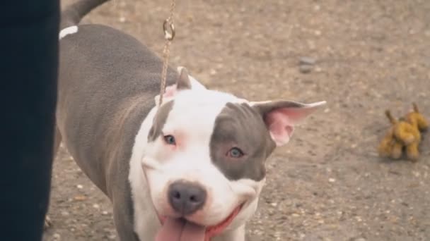 Cachorrinho Stafford no parque infantil — Vídeo de Stock